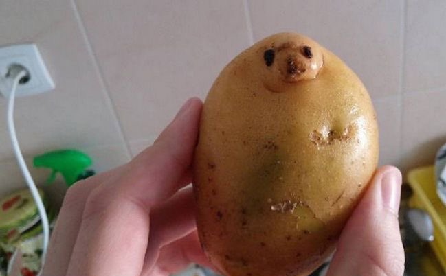 escuvigalleto's tweet image. contemplad.... la focatata