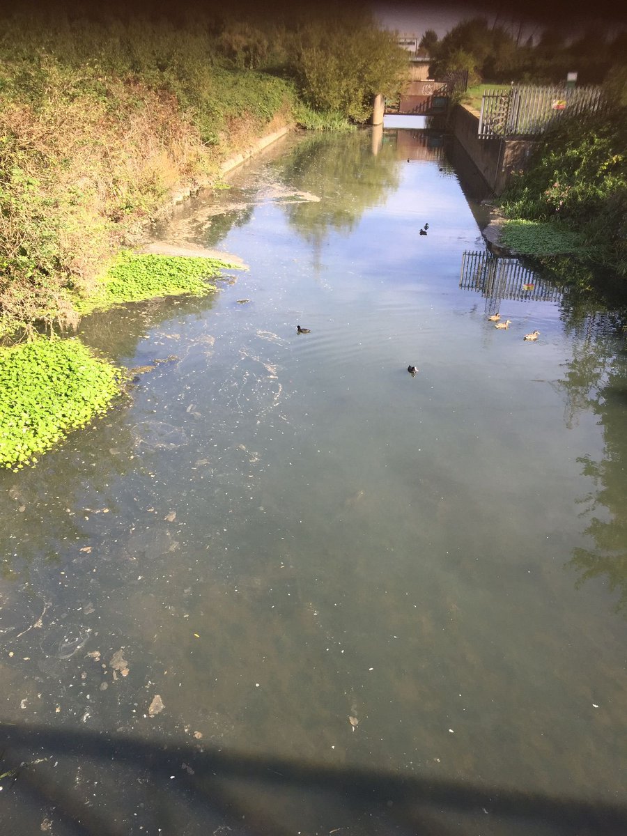 StonebridgeLock's tweet image. 💩The state of our much loved #RiverLea Diversion #TottenhamMarshes #SINC #criticallyendangered  #watervole habitat(just below the confluence with @ThamesWater #LeaFloodReliefChannel) this morning