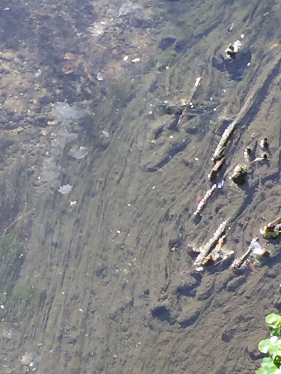 StonebridgeLock's tweet image. 💩The state of our much loved #RiverLea Diversion #TottenhamMarshes #SINC #criticallyendangered  #watervole habitat(just below the confluence with @ThamesWater #LeaFloodReliefChannel) this morning
