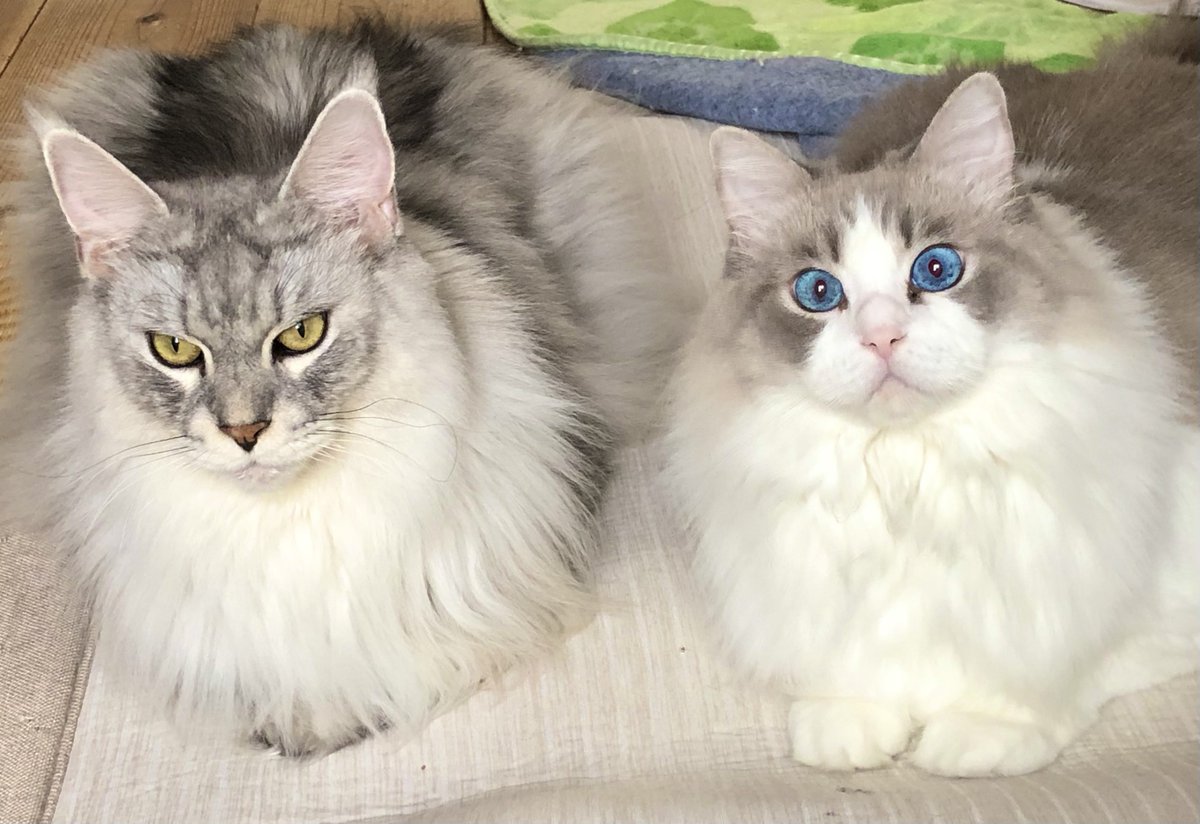 猫さんによる リモートワークを邪魔する会 猫さんじゃなくても参加可能 Togetter