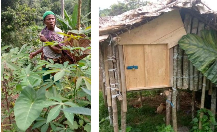 Projet d’Appui aux Communautés Dépendantes de la Forêt : lutte contre la #pauvreté et la dégradation des #forêts dans le Territoire de #Walikale, bit.ly/3EA0MfD