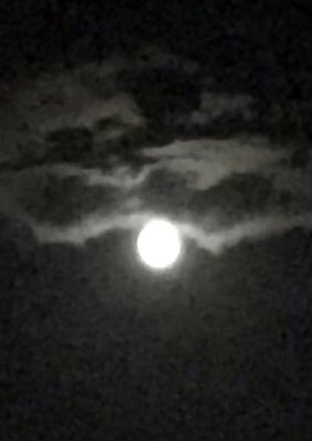 今夜は中秋の名月なのですが、ワタシのiPhone 7ではヴァンパイアが出てきそうな不吉な月にしか撮れません🌕 柴田亜美

#柴田亜美 #中秋の名月 #十五夜 #南国少年パプワくん #PAPUWA 