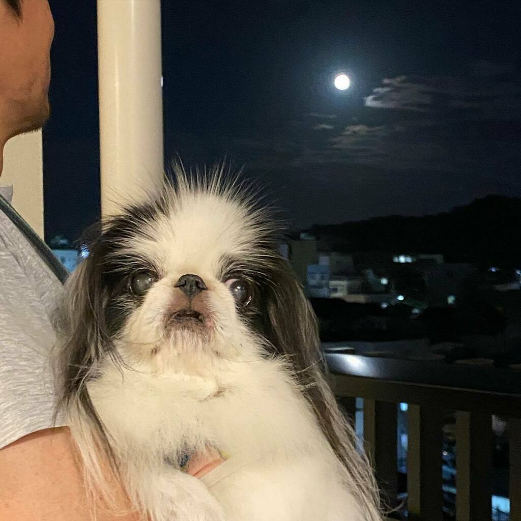 🌕 #中秋の名月 #HarvestMoon #中秋節快樂 #21september2021 #狆 #JapaneseChin #dog #chinstagram #squishyfacecrew #13yearsyoung