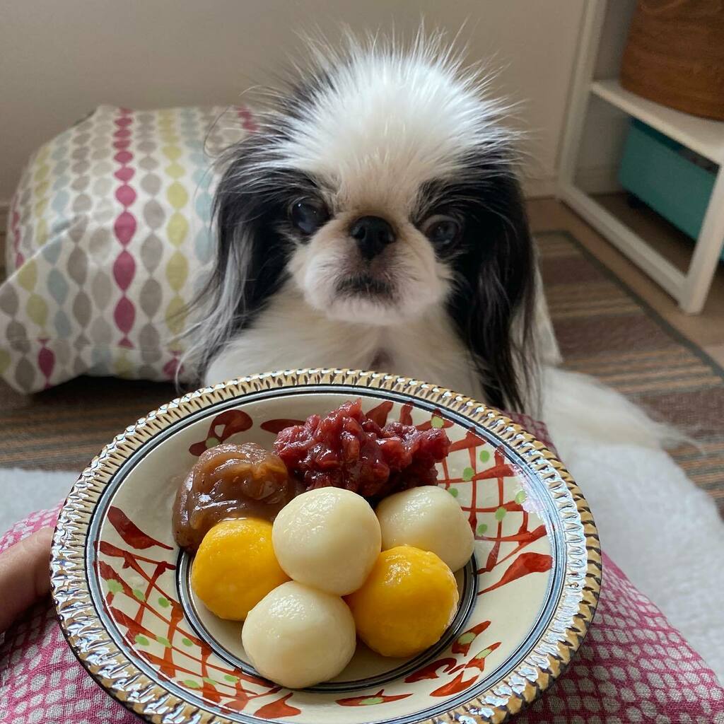 🎑 #月見団子 ことしは作ってみたよ 
#中秋の名月 #HarvestMoon #中秋節快樂 #21september2021 #狆 #JapaneseChin #dog #chinstagram #squishyfacecrew #13yearsyoung