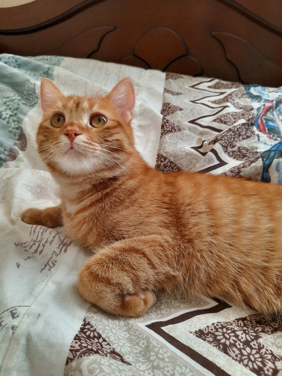 NABR TİVİDIR DOSDLARI