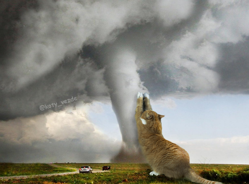 koty_vezde's tweet image. The power of the elements
#NaturePhotography #naturelover #photoshop #cats