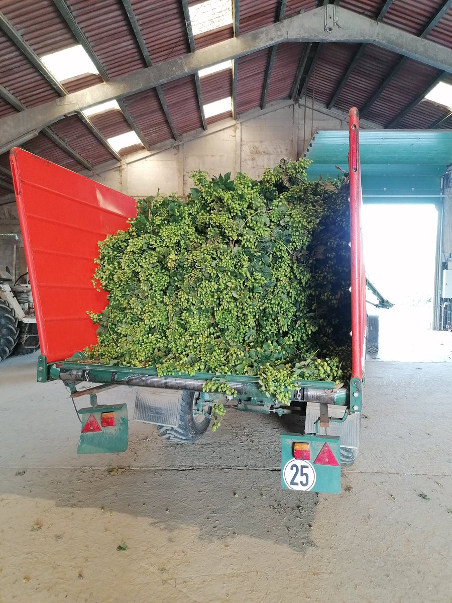 cavedirect's tweet photo. As we approach the final quarter of the year, we have a new interesting beer release to share with you. We are working with our friends at De Ranke for the release of their Hop Harvest 2021. 

MORE DETAILS: https://t.co/jUNmbTWGAd https://t.co/ZqFCz9TDt7