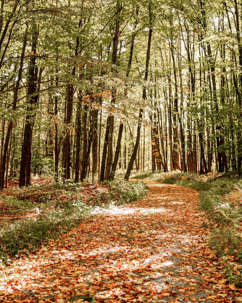 Anyone else ready to get out and do some fall hiking on these leaf-covered trails? #BeHere #canaanresort