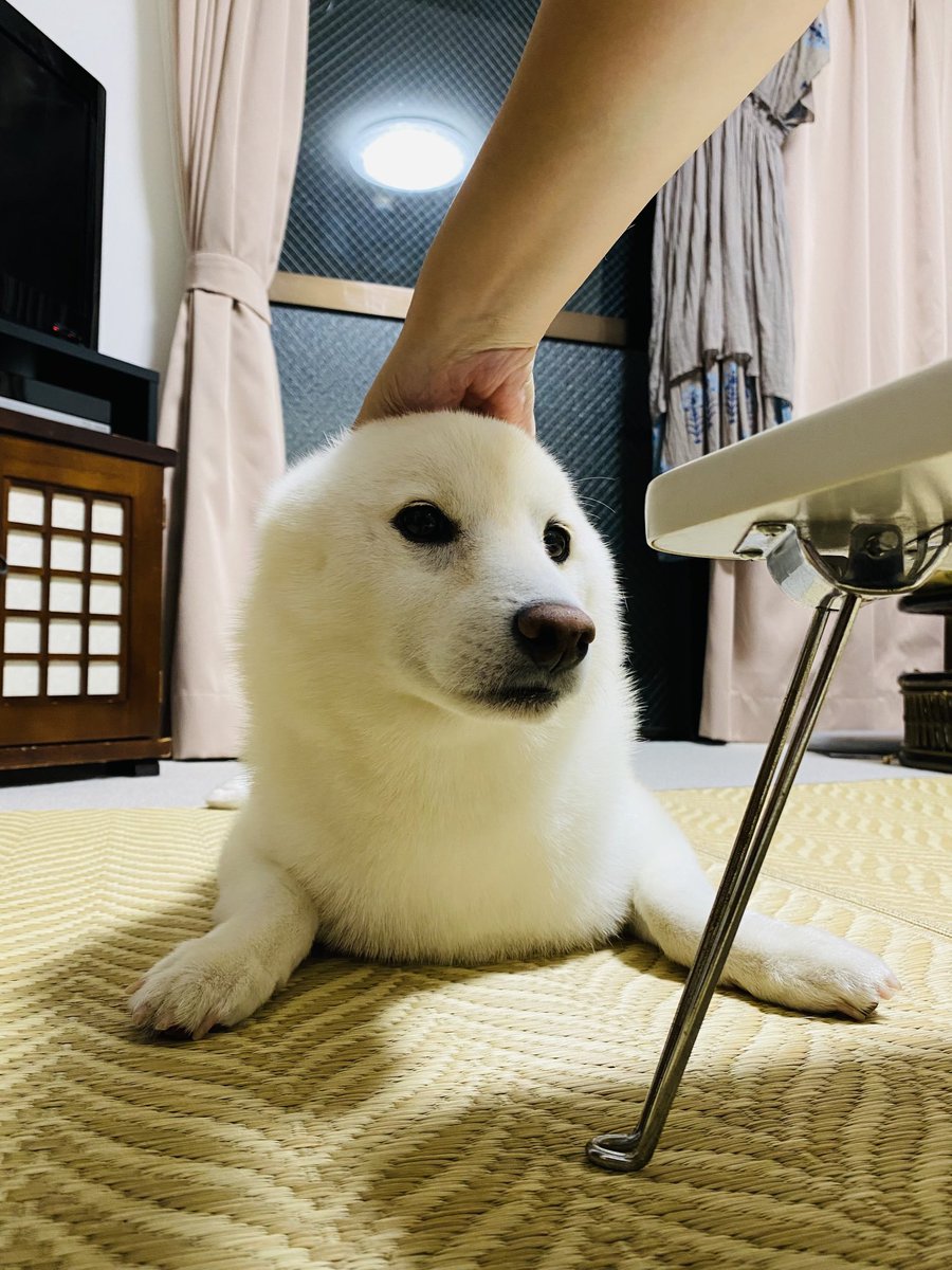 陸上のアザラシにしか見えない白柴犬さんがこれ アザラシは海の犬 寝転ぶ犬はアザラシ Togetter 陸上のアザラシにしか見えない白柴犬さんがこれ アザラシは海の犬 寝転ぶ犬はアザラシ Togetter