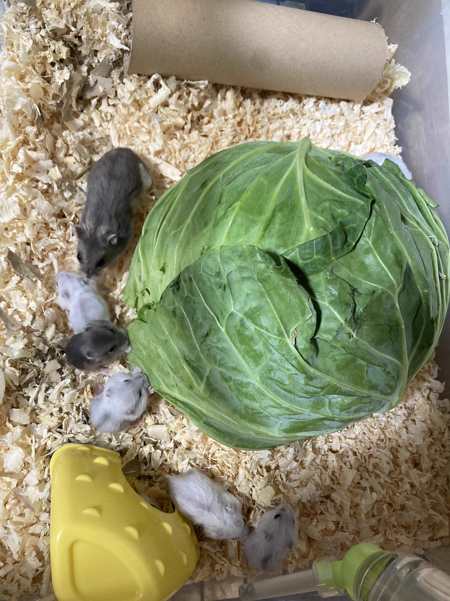 ハムスターにキャベツあげといてとばあちゃんに言ったら？1玉あげていたwww