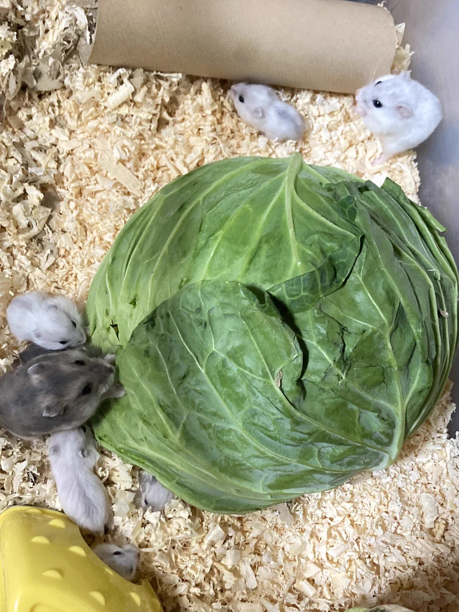 ハムスターにキャベツあげといてとばあちゃんに言ったら？1玉あげていたwww