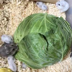ハムスターにキャベツあげといてとばあちゃんに言ったら？1玉あげていた!