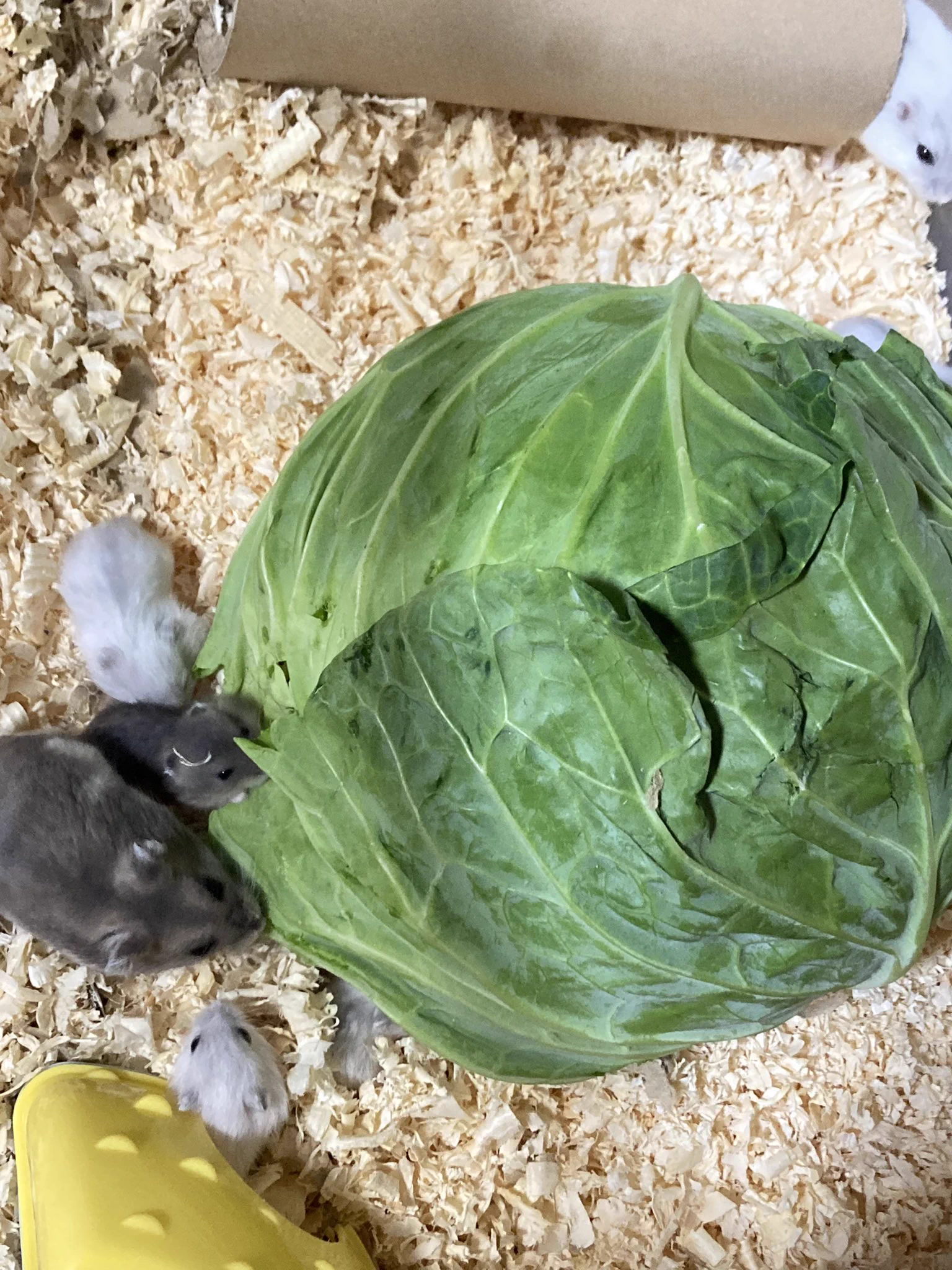 ハムスターにキャベツあげといてとばあちゃんに言ったら？1玉あげていたwww