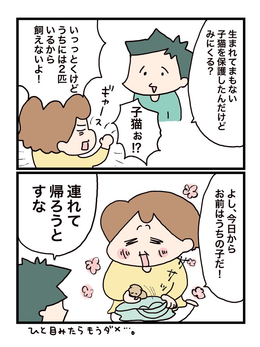 子猫ってなんであんなに可愛いの #漫画が読めるハッシュタグ 