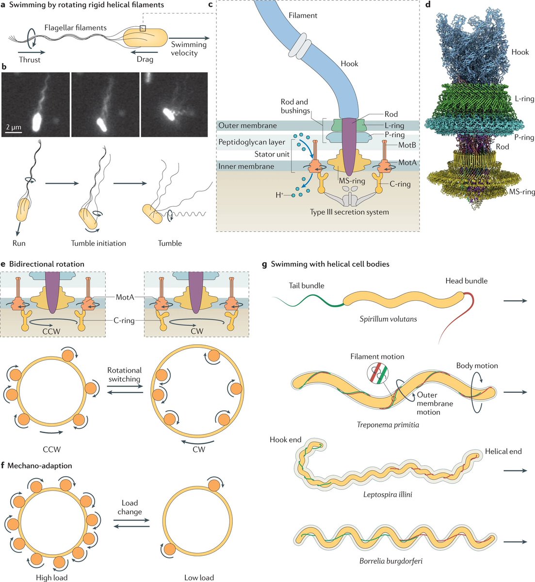 Nature Reviews Microbiology (@naturerevmicro) on Twitter photo Bacterial motility: machinery and mechanisms
Wadhwa & Berg review bacterial motility mechanisms and the current understanding of the molecular machines that enable bacteria to swim in aqueous media and move on solid surfaces
rdcu.be/cx96x
@NavishWadhwa <a href="/MCB_Harvard/">MCB_Harvard</a> Bacterial motility: machinery and mechanisms
Wadhwa & Berg review bacterial motility mechanisms and the current understanding of the molecular machines that enable bacteria to swim in aqueous media and move on solid surfaces
rdcu.be/cx96x
@NavishWadhwa <a href="/MCB_Harvard/">MCB_Harvard</a>