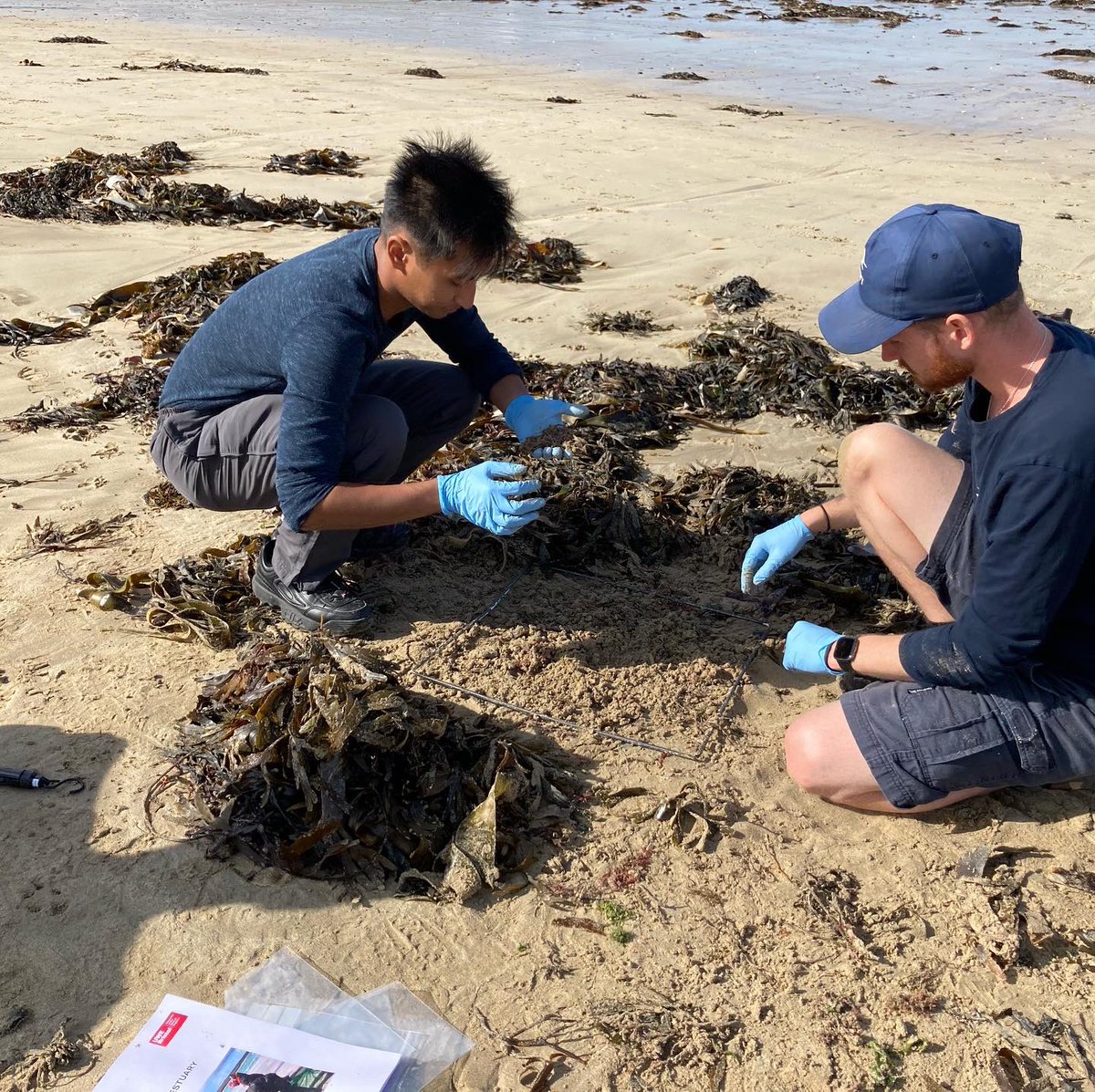 What’s in a strandline? Today we’re looking at what’s in the strandline at Daymer Bay! A strandline is made up of material deposited on the beach by wave action at the high tide mark. <a href="/UWEBristol/">UWE Bristol</a> #marineecology #fieldtrip #plasticpollution #2minbeachclean
