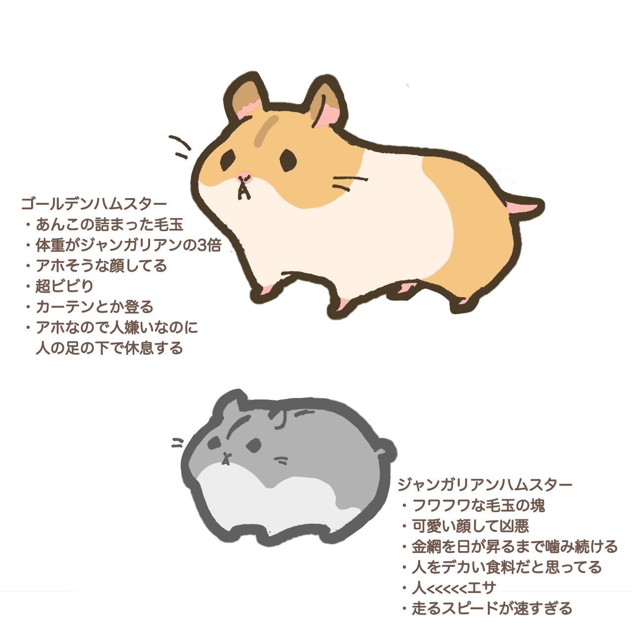 遊ハち 飼って気づいた ゴールデンハムスターとジャンガリアンハムスターの違い T Co Tf6mlqmczv Twitter
