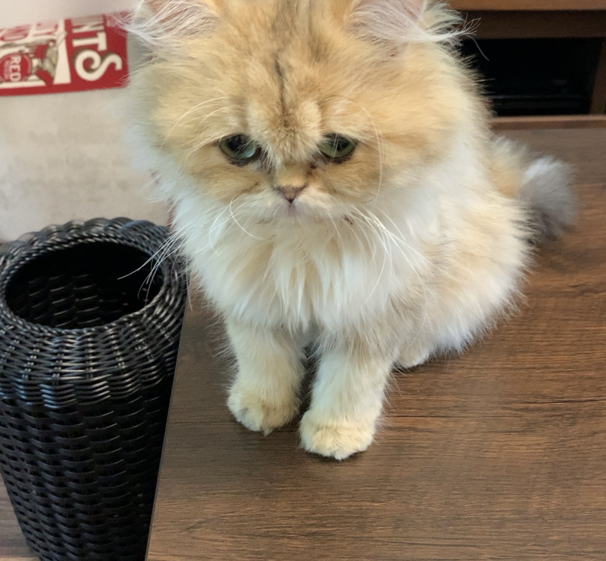 ねこの木出身 Twitter Search Twitter