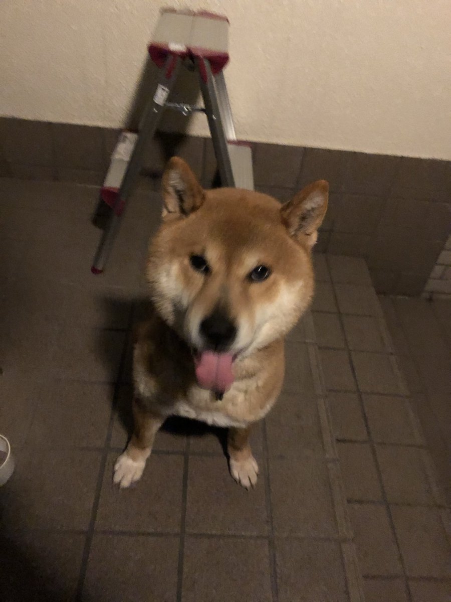 ついでにうちの柴犬も見てください