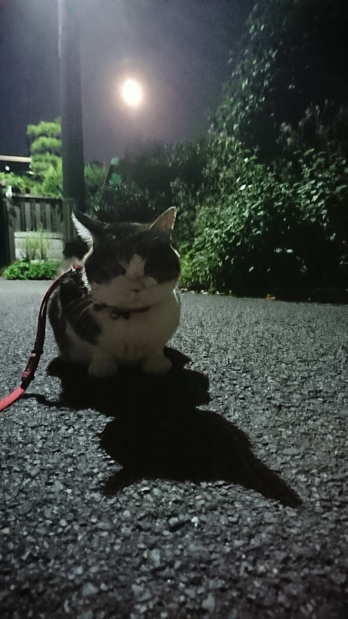 月見猫 Twitter Search Twitter