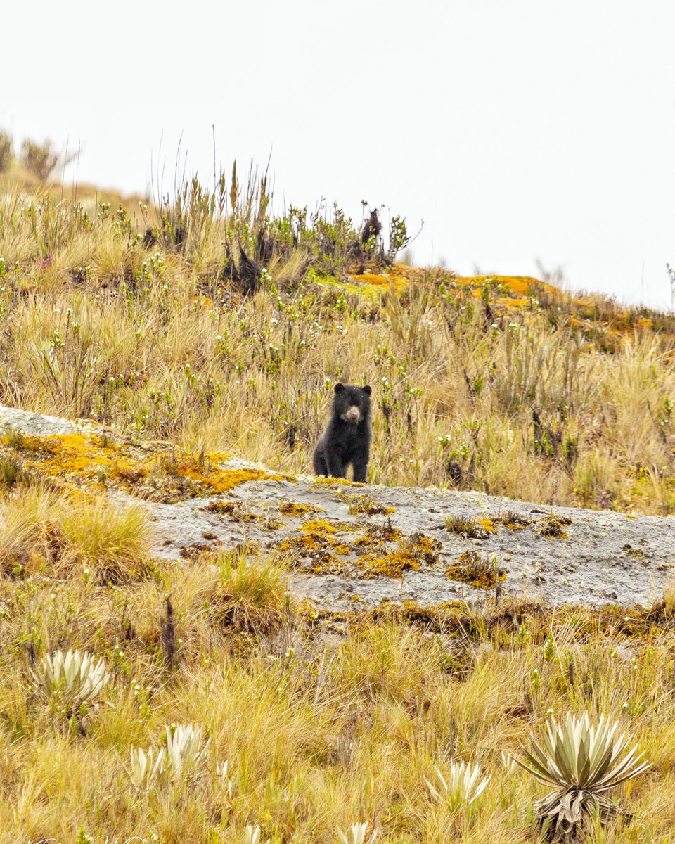 Guardián de páramo en proceso. ☺️🐻