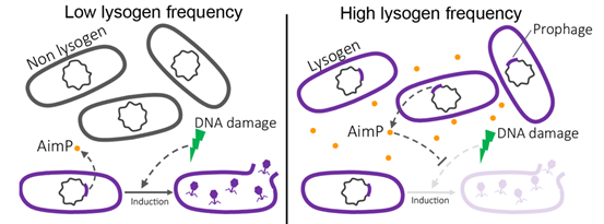 Nitzan Aframian tweet media