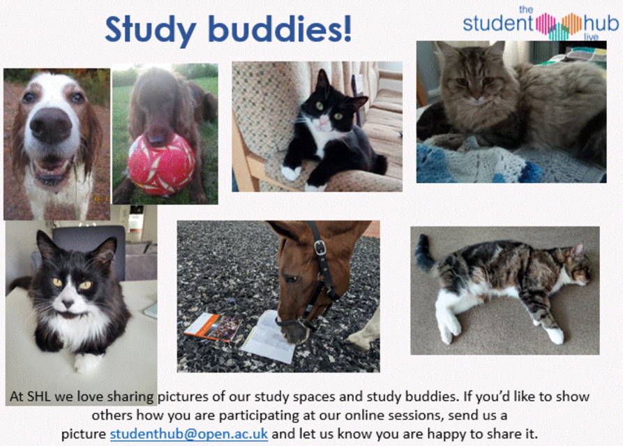 L Anderson (@teaandmarmalade) on Twitter photo Today Marmalade made her screen debut as a #StudyBuddy in an @StudentHubLive session run by <a href="/OpenUniversity/">The Open University</a>. With so many module options its not just "horses for courses". Today Marmalade made her screen debut as a #StudyBuddy in an @StudentHubLive session run by <a href="/OpenUniversity/">The Open University</a>. With so many module options its not just "horses for courses".
