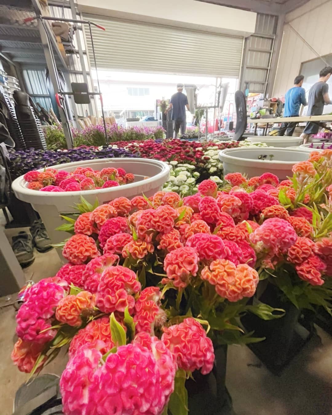 0から農業 まあるいケイトウ めちゃめちゃ脳 花束に入れると結構可愛い 宮本 ケイトウ 花 日光園藝 切り花 はなすたぐらむ 花束 花農家 農業 農家 日光 T Co Hq7pncp0eu Twitter