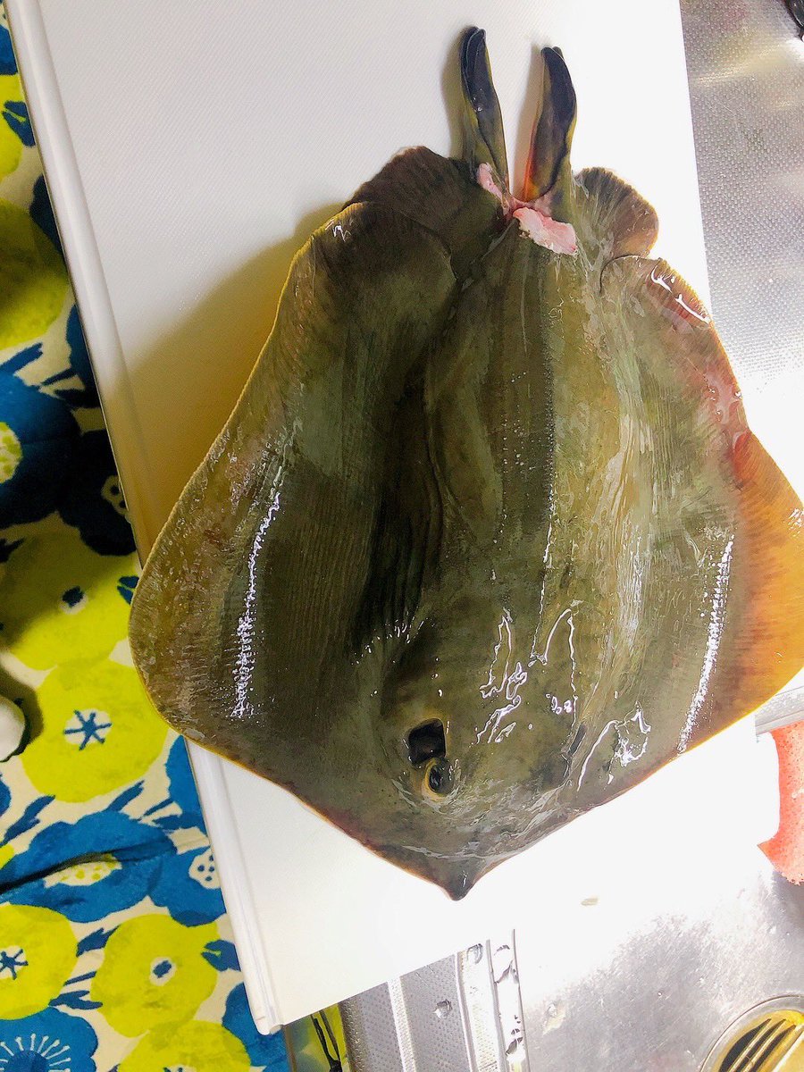 今粋 パナ 今粋フィッシング部で昨日釣れたアカエイをみっちにお願いして煮付けにしてもらいました 人生初のエイの煮付け 冷えてる方がパナ好み プルップルのゼラチンと弾力のある身をアツアツの白飯に乗せて喰らえば優勝 ごちそーさまでーしたー