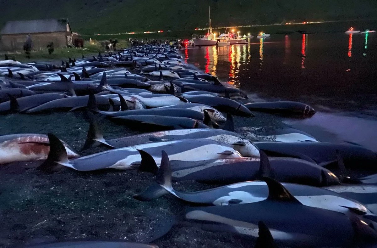 Macheath1's tweet photo. Entire pod of 1428 dolphins wiped out!!! Please everyone get behind this important petition to #BoycottFaroeIslands: Suspend trade agreement with #FaroeIslands until all whale &amp; dolphin hunts end https://t.co/pbSMqZGBqY https://t.co/uwgRC8J6Qc
