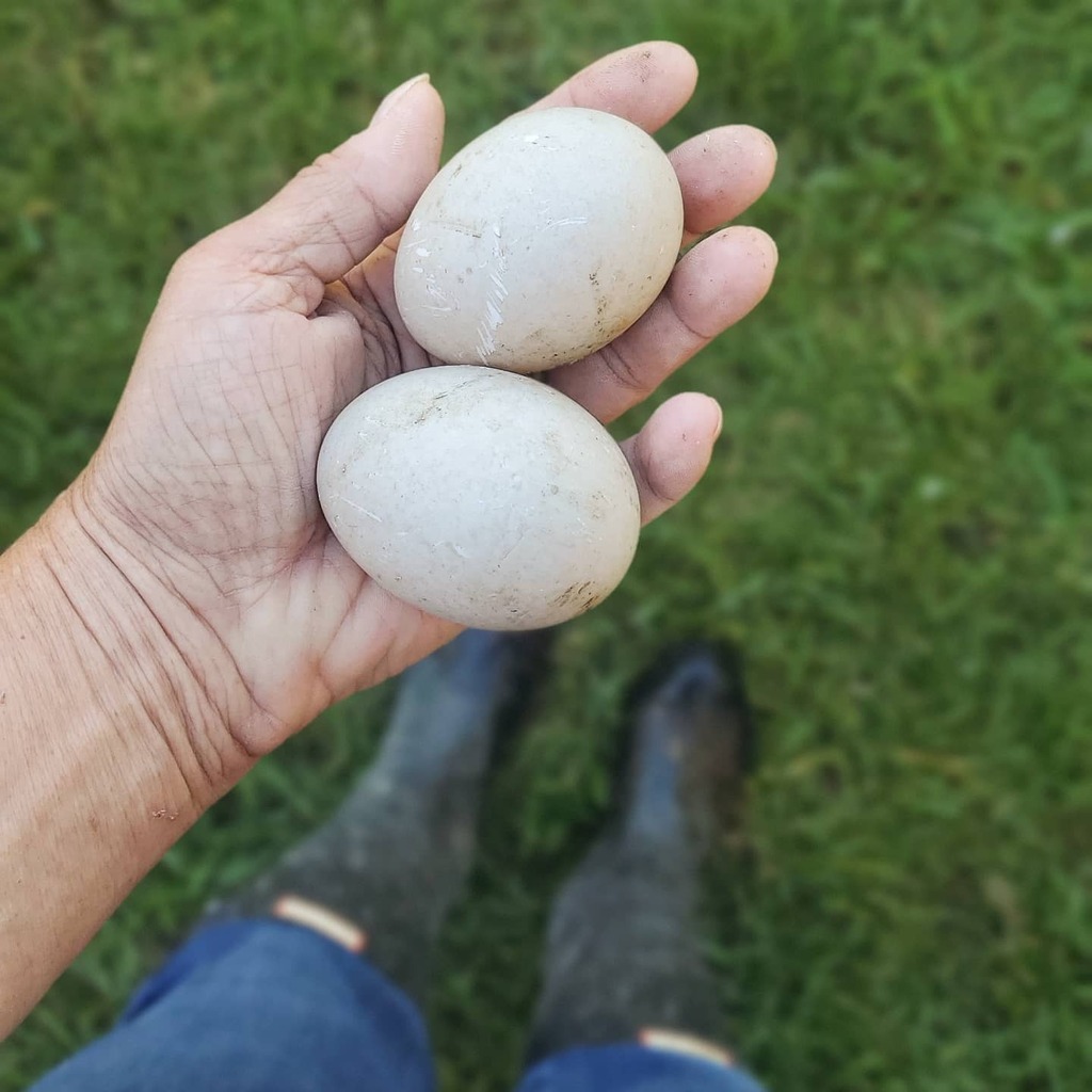 Lisa Steele Fresh Eggs Daily® on Twitter "🥚Did you know that 2 ducks