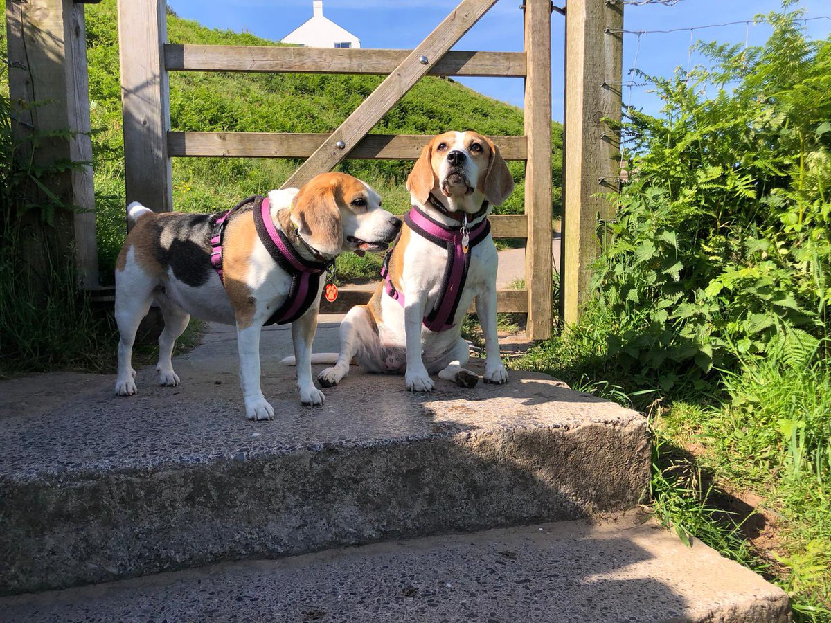 bluesbeagles's tweet photo. Happy Birthday to our gorgeous girlies @6of6s we miss you so much https://t.co/DlDVHj8fou