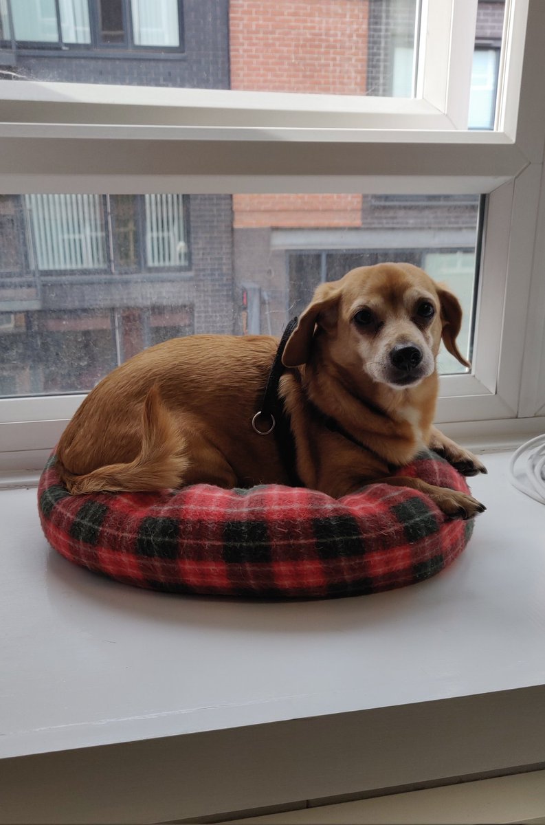 Lord protector of the PhD office, canine donut, and all around ladies man Dexter
#sheffieldarchaeology #phdlife #pupsintheworkplace #PGR