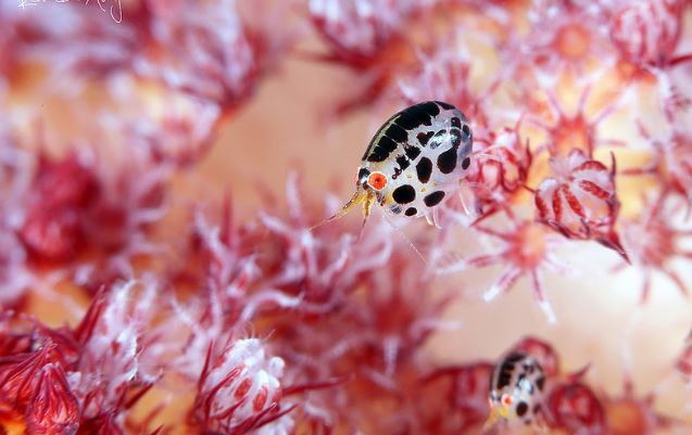 MyAquariumDepot's tweet photo. Ladybug Amphipod by Randi Ang License = Attribution 06.20.2020
#reefaquarium #hardcoral #pods
#cyano #redslime #nuisancealgae
#aquariums #saltwater #seahorse https://t.co/nCbjJ2dApP https://t.co/2ihqlIAUyW
