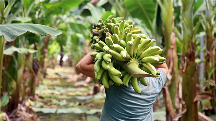 Çukurova'da muz üretim alanları genişliyor v.aa.com.tr/1883795