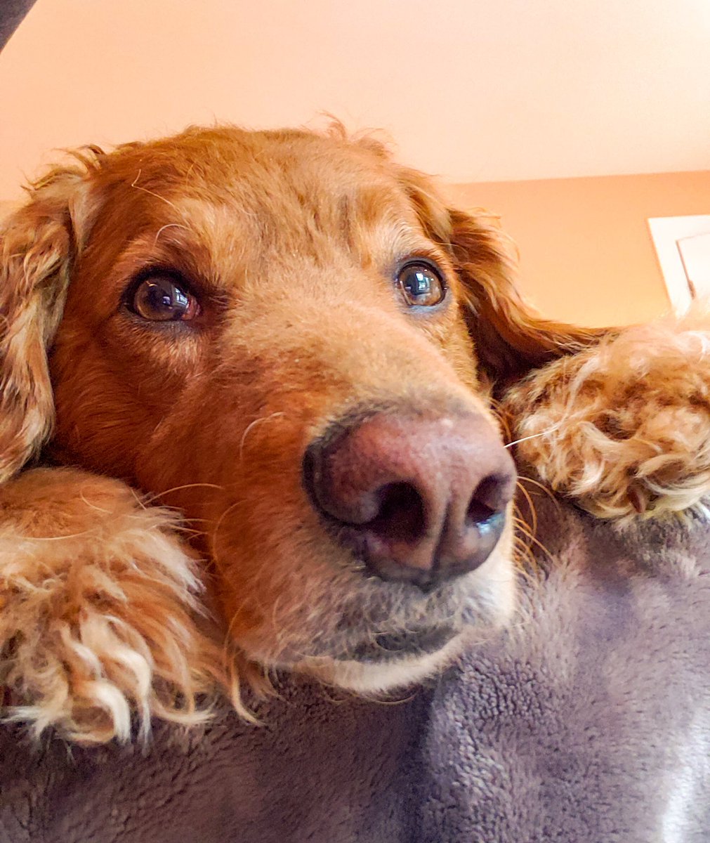 doodlechester's tweet photo. I may spend the entire day like this. https://t.co/nxb6bz4HX0