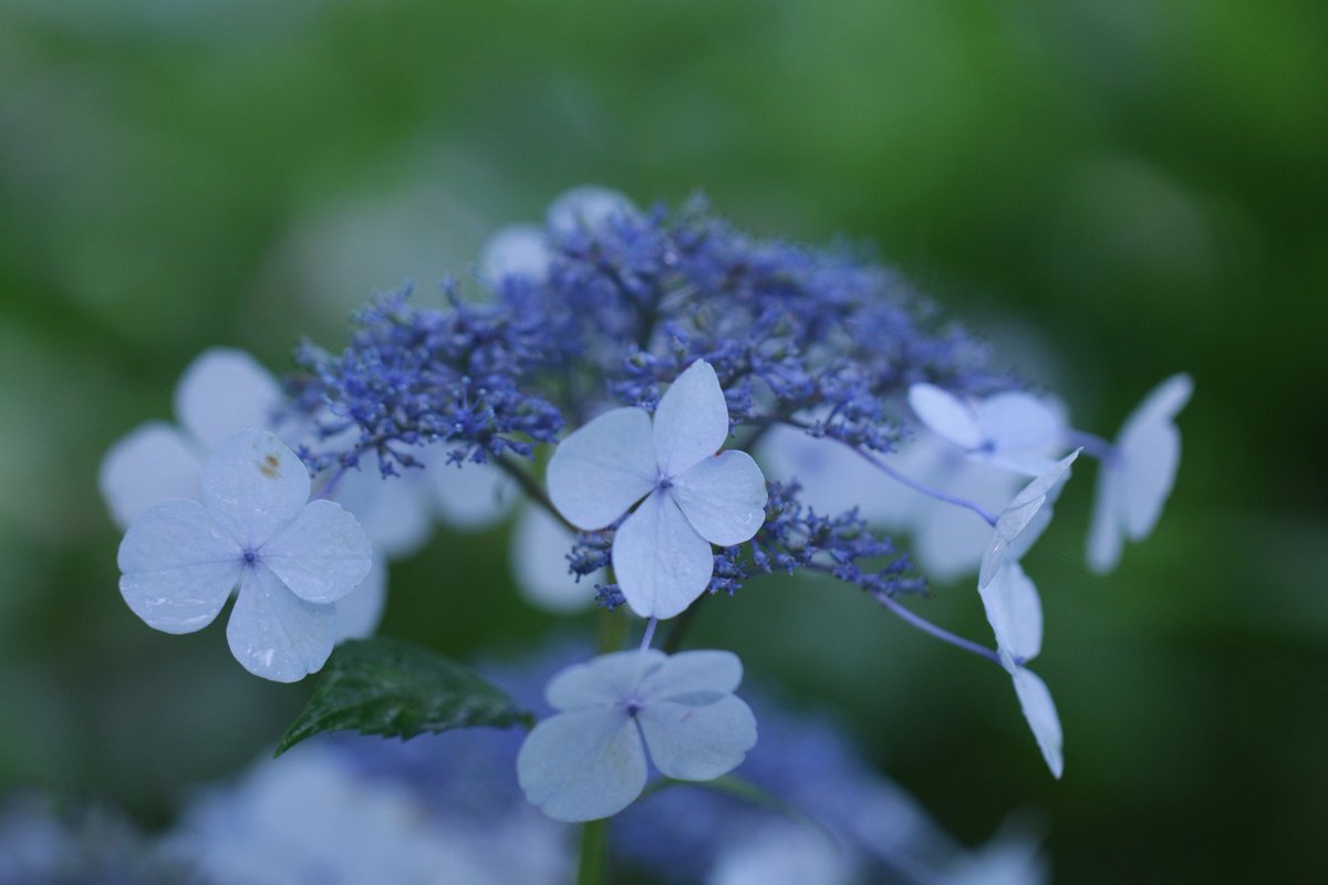 アキモト ヤス1 tweet media