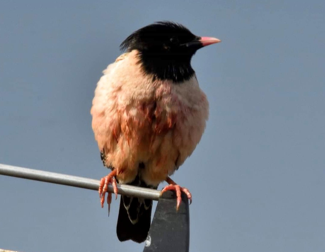 Jo D'Arcy (@spotterjod) on Twitter photo Nice treat to end the day with, our first Rosy Starling (Pastor roseus) spotted on the TV aerial first and then at the top of neighbours tree. <a href="/nybirdnews/">NorthYorksBirdNews</a> <a href="/YWT_North/">Yorkshire Wildlife Trust - North Yorkshire</a> <a href="/Natures_Voice/">RSPB</a> <a href="/BirdSpotUK/">birdspotuk</a> <a href="/V_R_BirdSpot/">VAL NORMINGTON</a> <a href="/filipe2747/">filipe2747</a> <a href="/JosephMaskrey2/">Joseph Maskrey 'Magpeye Photography'</a> <a href="/CardiffBirder/">Peter Howlett</a> <a href="/PhilBeer83/">Phil Beer</a> Nice treat to end the day with, our first Rosy Starling (Pastor roseus) spotted on the TV aerial first and then at the top of neighbours tree. <a href="/nybirdnews/">NorthYorksBirdNews</a> <a href="/YWT_North/">Yorkshire Wildlife Trust - North Yorkshire</a> <a href="/Natures_Voice/">RSPB</a> <a href="/BirdSpotUK/">birdspotuk</a> <a href="/V_R_BirdSpot/">VAL NORMINGTON</a> <a href="/filipe2747/">filipe2747</a> <a href="/JosephMaskrey2/">Joseph Maskrey 'Magpeye Photography'</a> <a href="/CardiffBirder/">Peter Howlett</a> <a href="/PhilBeer83/">Phil Beer</a>