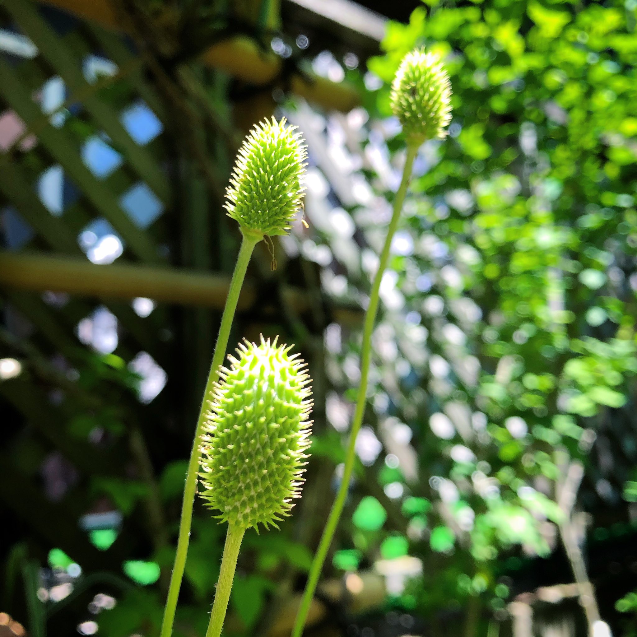 Daisuke 花後のハルサキシュウメイギク どこかで見たことある姿だなぁ あ 草むらで遊んでるとセーターにくっつくあの草の実に似てる あの実はオナモミっていうのか 集めて投げたりして遊んだのに名前も知らなかった ひっつき虫って呼んでた