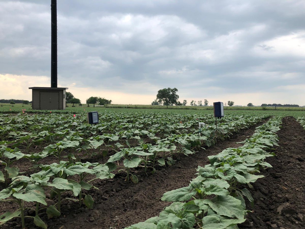 Suat Irmak (@suatirmak5) on Twitter photo Irmak Research Lab. members Sevgi Saylak, Drs. A. Mohammed and R. Sandhu are working hard on phenotyping, water stress, evapotranspiration, water productivity of different sunflowers lines, maize, soybean, sorghum.
<a href="/AliTMohammed/">Ali T. Mohammed</a>; <a href="/rksandhu26/">Rupinder Sandhu</a>; <a href="/UNL_BSE/">Nebraska Biological Systems Engineering</a>;<a href="/UNL_IANR/">Institute of Agriculture and Natural Resources</a>;<a href="/UNLresearch/">Nebraska Research</a>. Irmak Research Lab. members Sevgi Saylak, Drs. A. Mohammed and R. Sandhu are working hard on phenotyping, water stress, evapotranspiration, water productivity of different sunflowers lines, maize, soybean, sorghum.
<a href="/AliTMohammed/">Ali T. Mohammed</a>; <a href="/rksandhu26/">Rupinder Sandhu</a>; <a href="/UNL_BSE/">Nebraska Biological Systems Engineering</a>;<a href="/UNL_IANR/">Institute of Agriculture and Natural Resources</a>;<a href="/UNLresearch/">Nebraska Research</a>.