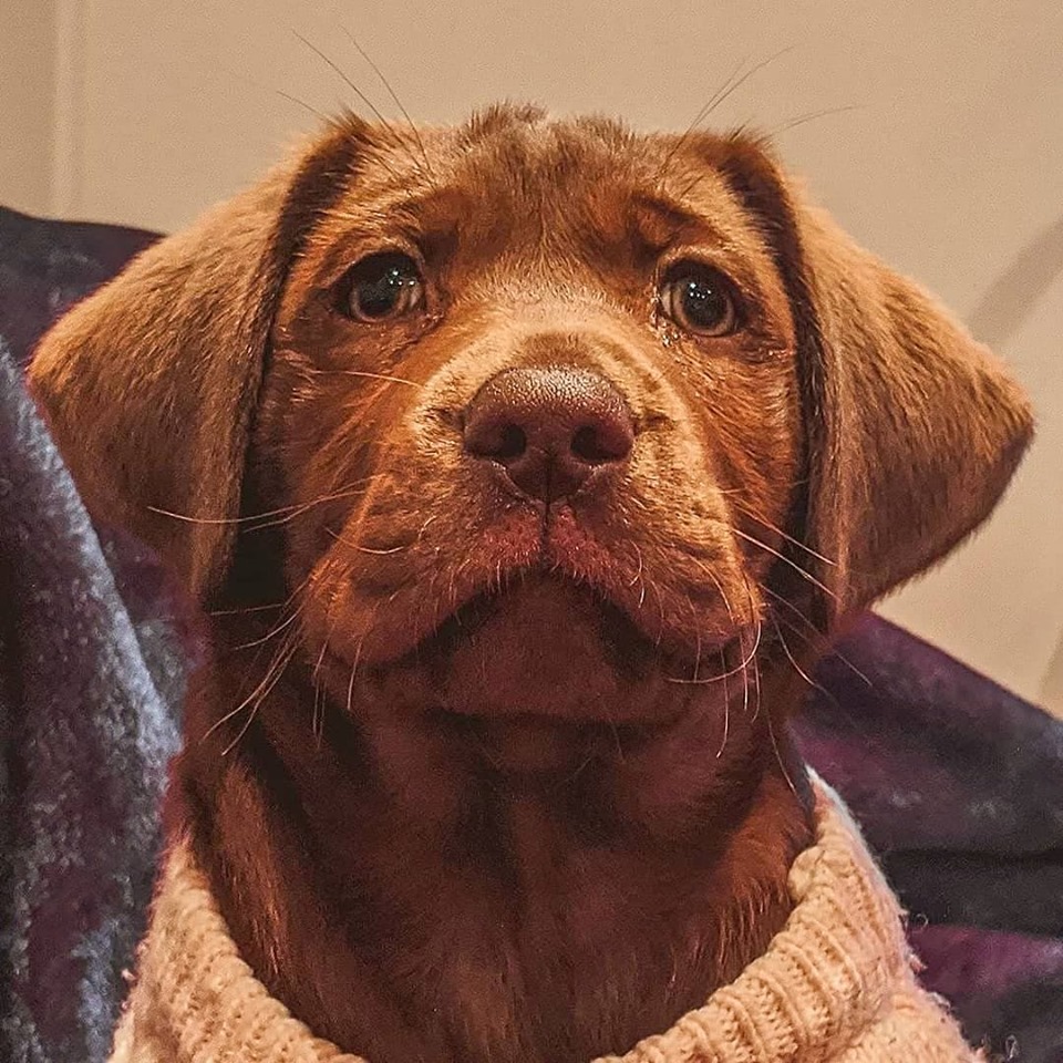 LabradorRetri19's tweet photo. A person who has never owned a dog has missed a wonderful part of life.” ― Bob Barker🖤❗️🐕 #labrador #labradorretriever #labradors #GoldenRetriever #choclatelab https://t.co/UiUvADTgeA