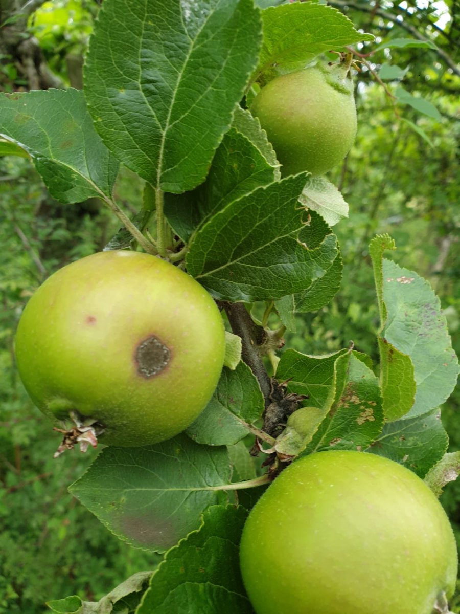 Whilst arable growers have breathed a sigh of relief at the recent rains, these conditions have brought increased the risk of diseases such as scab for Top fruit growers