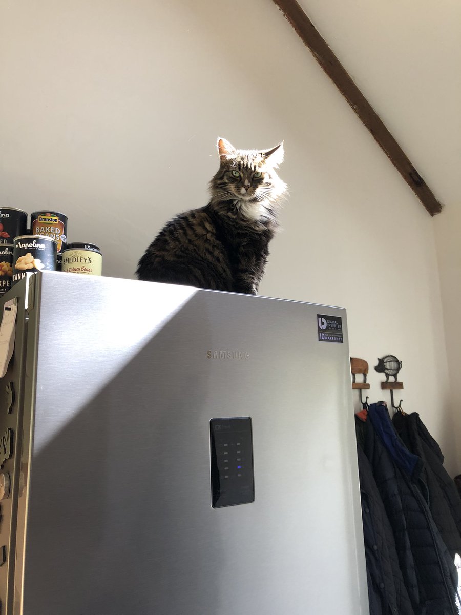 SJackaman's tweet photo. Fridge monitor deployment - that look!!! #caturday #stopsnacking https://t.co/sCSfTxyadw