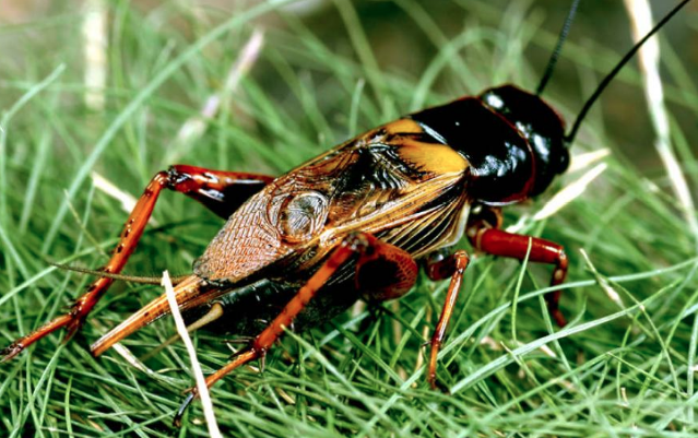 NatGeoKIDS tweet media