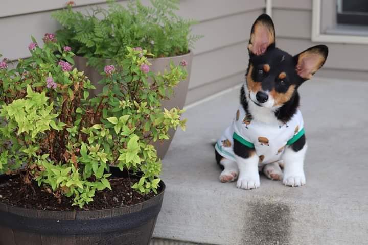 IvePetThatDog's tweet image. I would love to pet Timbit. He is a 13 week old Corgi. He was named after the donut holes sold at @TimHortons . Timbit doesn’t like to follow directions. His caregiver says he is stubborn and barks sass. He is so cute and she loves him so much, it really doesn’t matter.