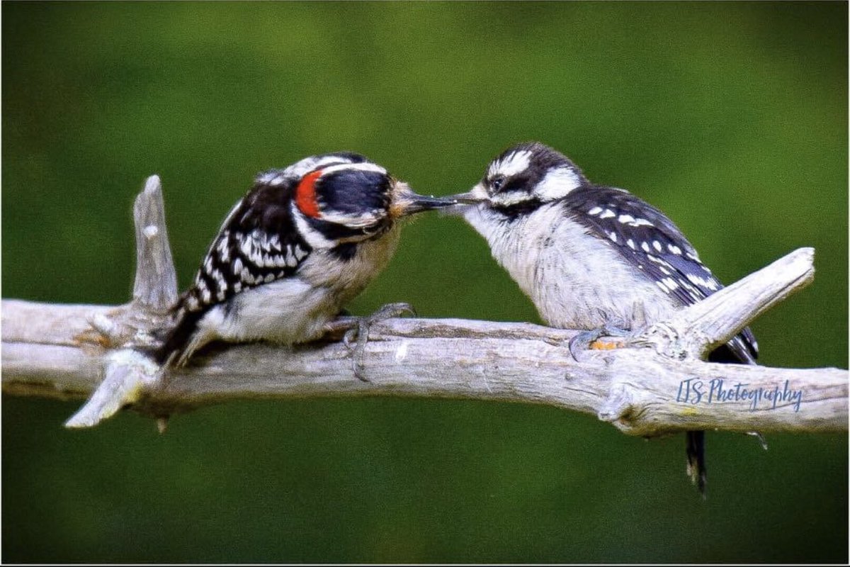 yankeelimner's tweet photo. With all the craziness going on, a special moment like this gives me hope! #downywoodpeckers #birdsofNewEngland #nikonphotography #nikonnofilter https://t.co/0bydmB67Y6