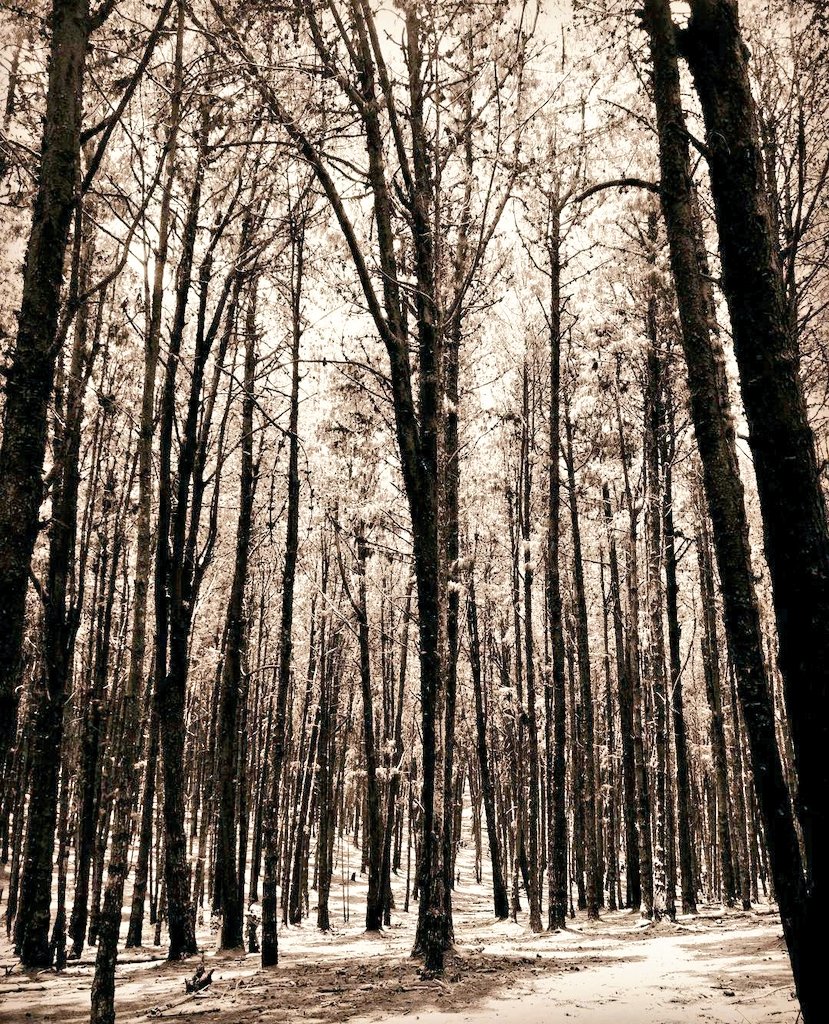 Postcard for  @NaanumEngineer Kodaikanal, India.