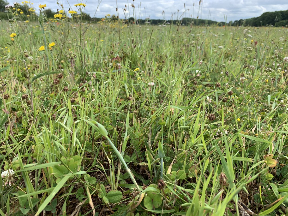 Macaroni Farm tweet media