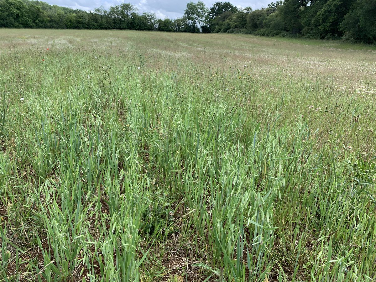 Macaroni Farm tweet media