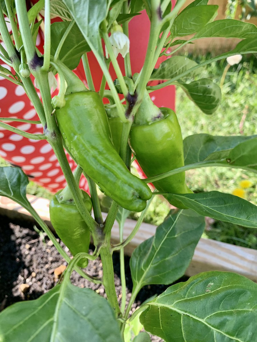 travelingmom92's tweet photo. So I didn’t tag these apparently, and have no idea at they are. Any ideas? #gardenquestions https://t.co/FBG70NkDRj